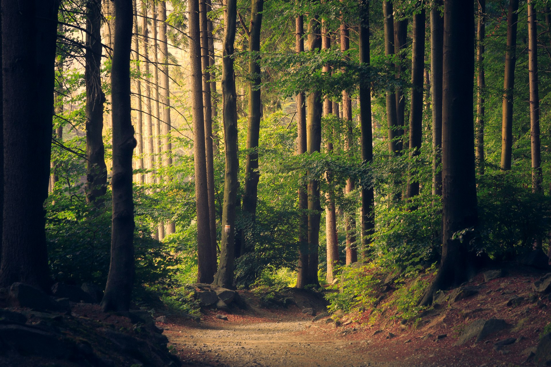 Sunlight streaming through a grove of tall green trees